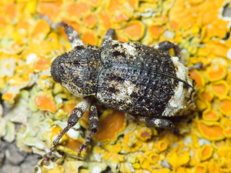 Cryptorhynchus (Cryptorhynchus) lapathi (Linnaeus, 1758)